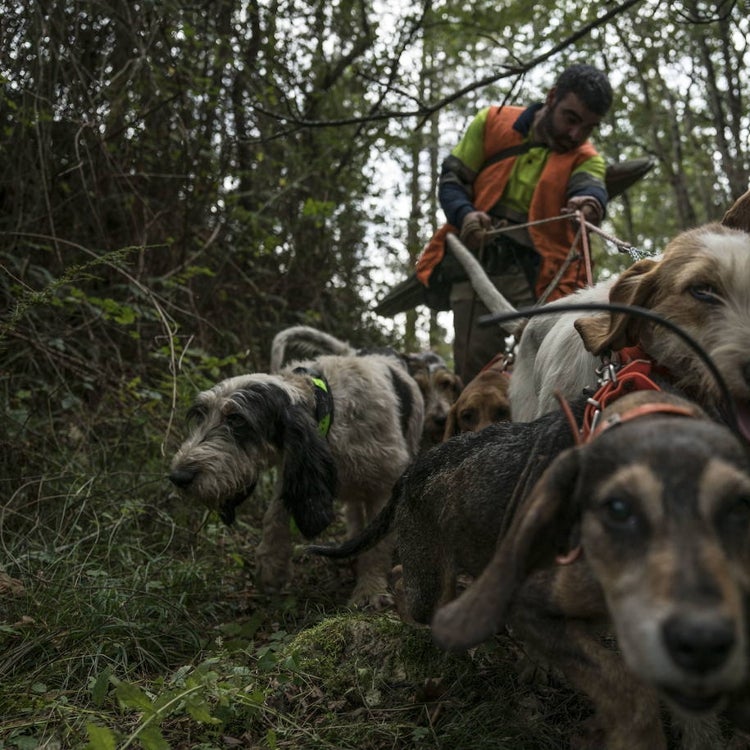 Los cazadores advierten de que los jabalíes pueden multiplicarse hasta un 300%