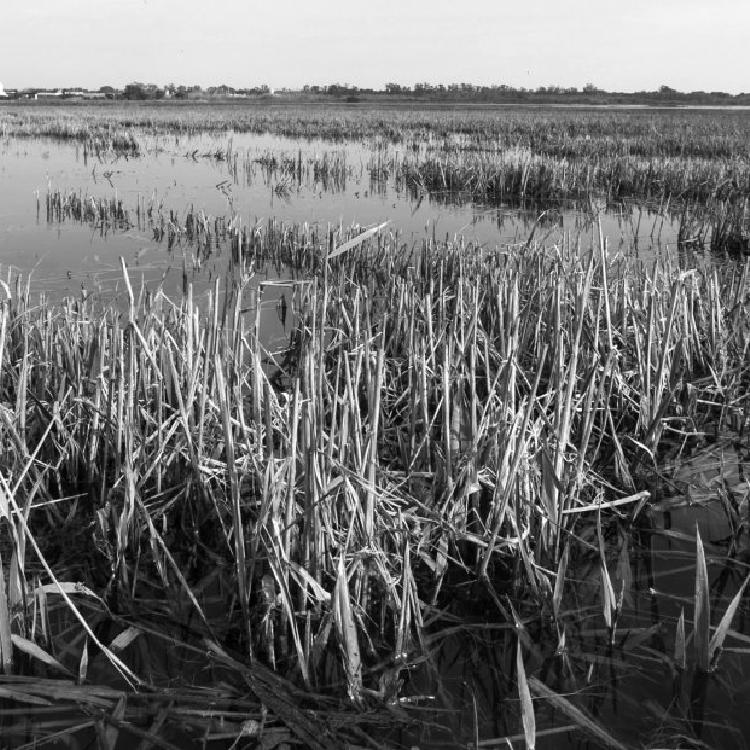Aguas negras en la Albufera