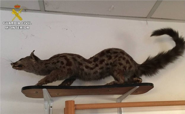 El Seprona interviene siete animales disecados de procedencia ilegal en un coto de caza de Santa Pola