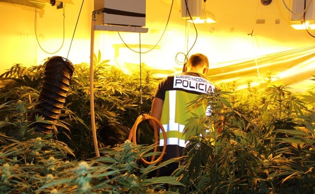 La Policía incauta casi dos toneladas de marihuana en Valencia en cuatro meses