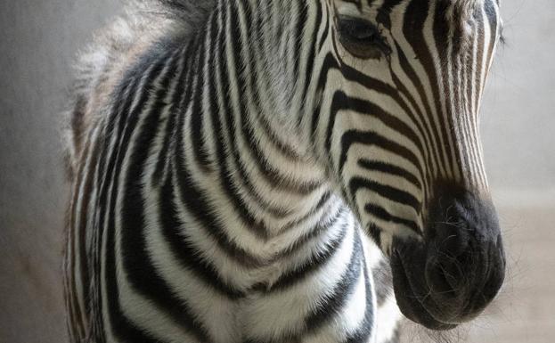 La última cebra de Bioparc también nace en luna llena