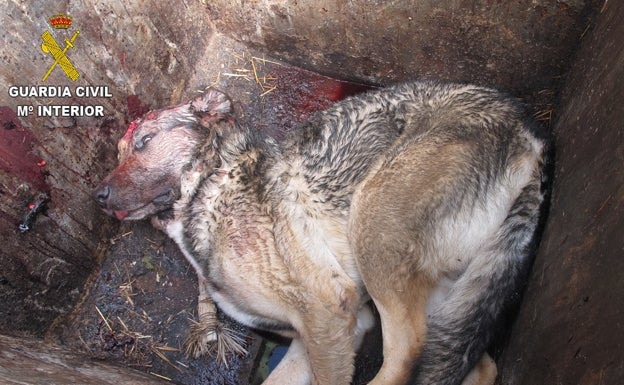 Encuentran el cadáver de un perro con el cráneo roto en un contenedor de Caudiel