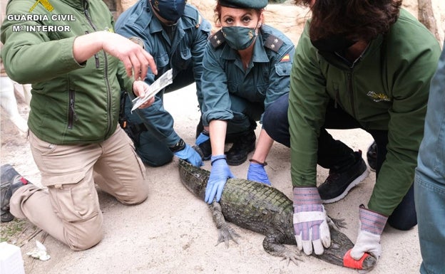 Encuentran un caimán de más de metro y medio en una finca de Sax