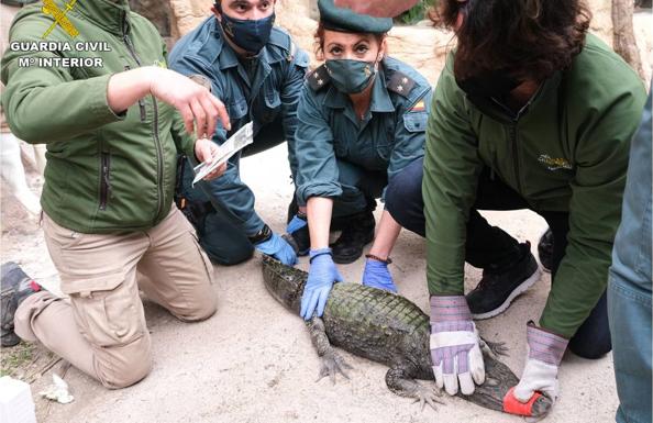 La Guardia Civil rescata un caimán y un águila de Harris de una finca de Sax