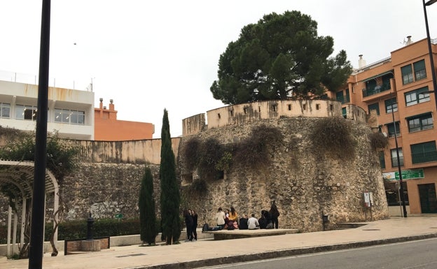 Gandia ataja una plaga de procesionaria que amenazaba el pino del Torreó de la Muralla