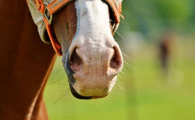 Qué es el nuevo virus equino que se ha detectado en la Comunitat Valenciana