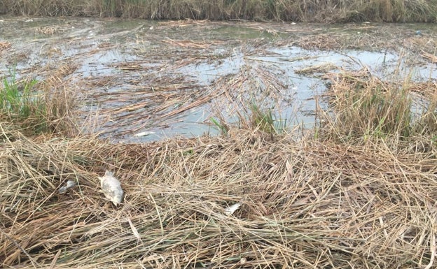 Más mortandad de peces en la Albufera