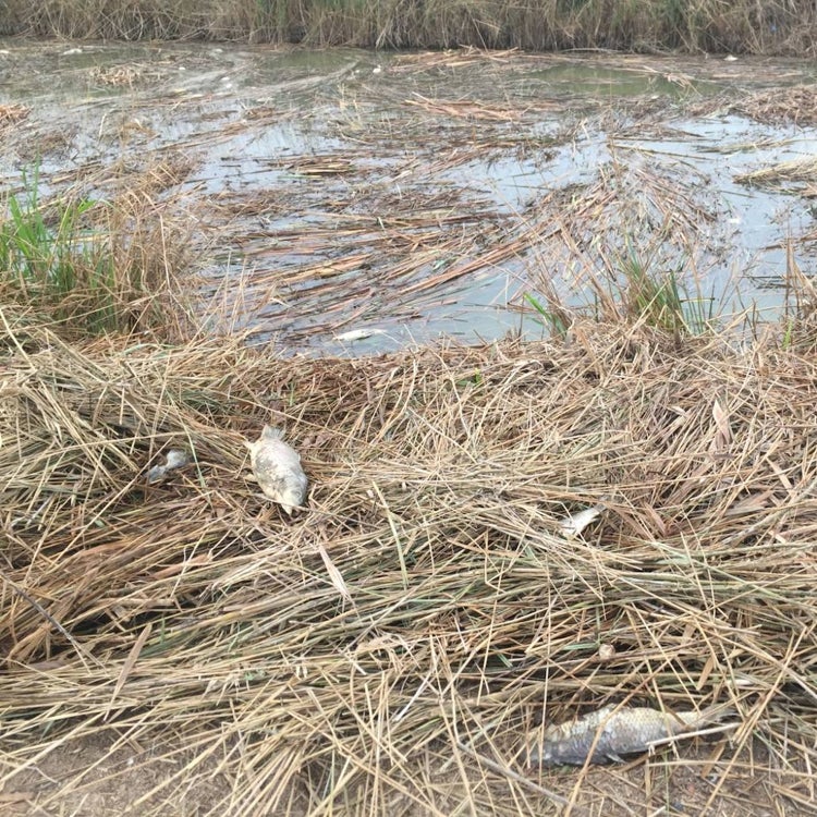 Más mortandad de peces en la Albufera