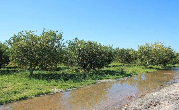 La lluvia rompe una racha de más de 50 días de sequía: un «riego vital» para el campo alicantino