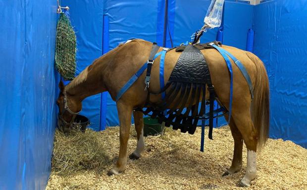 423 caballos confinados en la Comunitat Valenciana por el brote de rinoneumonía