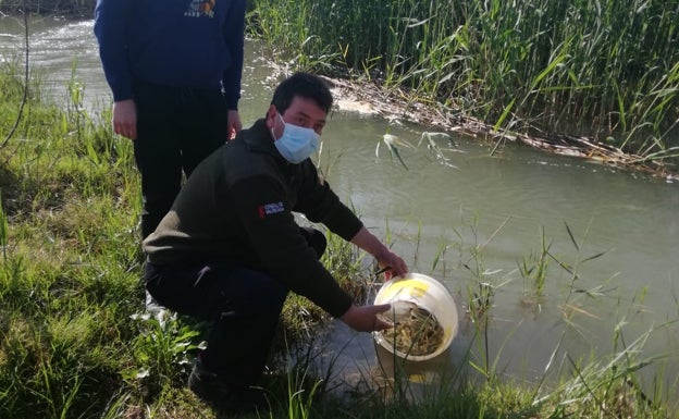 Sueltan 2.000 anguilas en el río Sellent para recuperar la especie