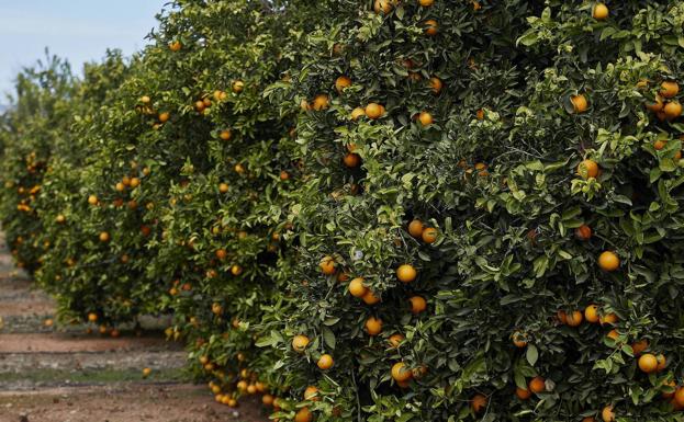 Intervienen 12 toneladas de naranja recolectada sin autorización de huertos de Nules