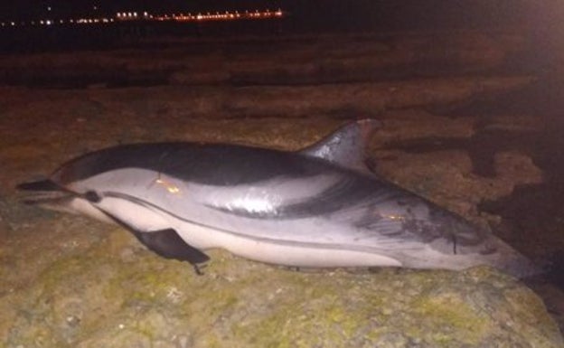 Un vecino halla el cadáver de un delfín listado en el frente litoral de San Roque, en Torrevieja