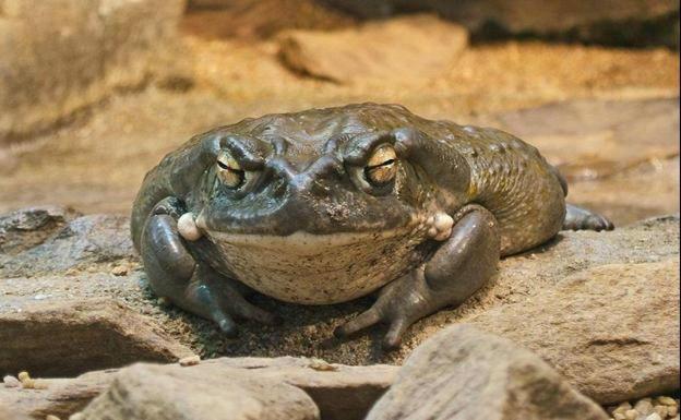 Qué es el sapo bufo, el rito por el que han procesado al actor porno Nacho Vidal