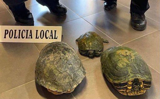 La Policía Local de Massamagrell rescata en el marjal tres tortugas, dos de ellas de una especie invasora
