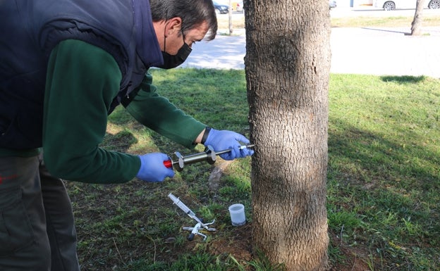 L'Alcúdia trata sus árboles con endoterapia para reducir las pulverizaciones químicas