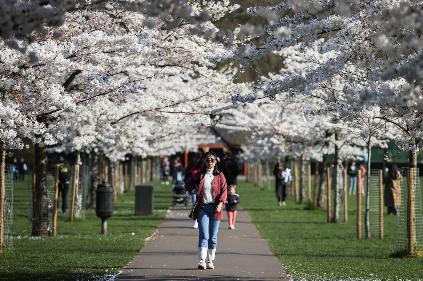 Explosión floral de los cerezos en Japón