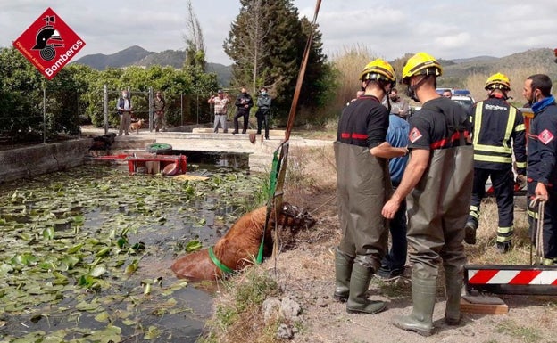 Los bomberos rescatan a un caballo que quedó atrapado en un río de la Marjal