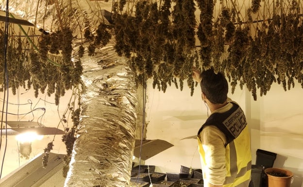 Tres detenidos en Gandia por tener una plantación de marihuana en Beniopa