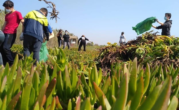 Meliana inicia el proyecto de renaturalización de playas con voluntariado