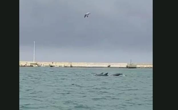 Llegan los delfines al puerto de Dénia