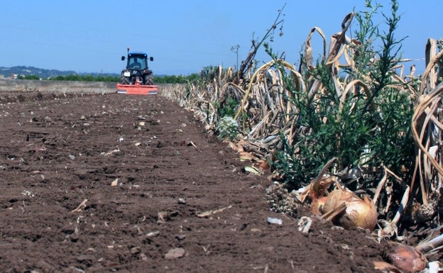 AVA-Asaja denuncia un «asalto generalizado» a campos de cebollas de l'Horta y La Ribera ante el repunte de precios