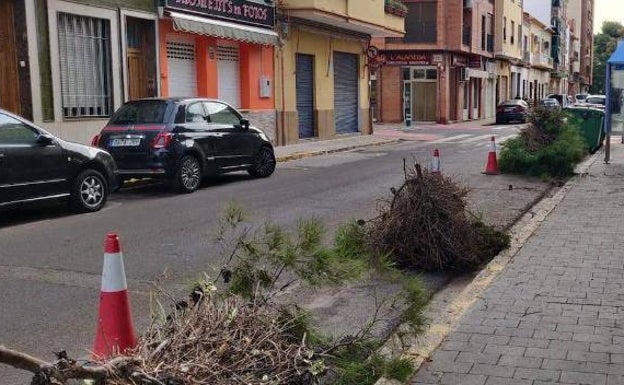 Los municipios de l'Horta se movilizan y declaran la guerra a las cotorras argentinas