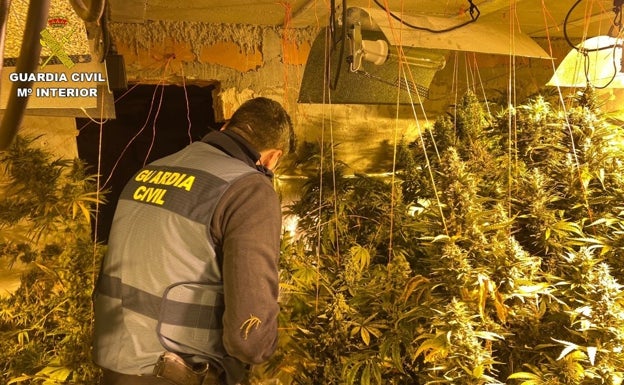 La Guardia Civil desmantela una plantación de marihuana en Rojales