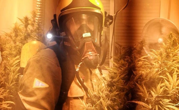 Los bomberos encuentran una plantación de marihuana al sofocar un incendio en una vivienda