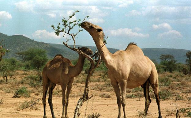 Kenia busca entre dromedarios el próximo virus mortal para la humanidad