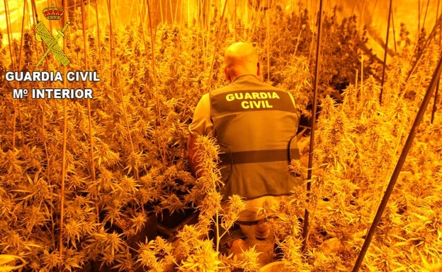 La Guardia Civil desmantela un cultivo de marihuana en una casa deshabitada de Llaurí