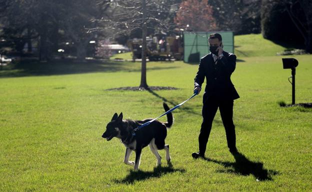 Los peligros de que tu perro juegue con una simple pelota de tenis