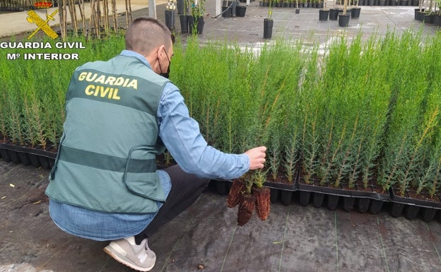 Detenidas dos personas por robar 250 cipreses en Canals