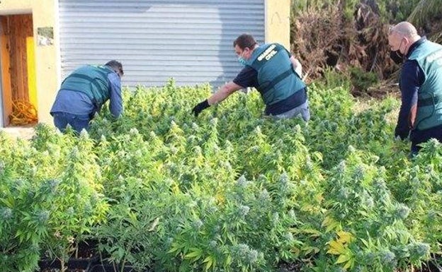 Detenido por cultivar 1.000 plantas de marihuana en una casa de campo okupada de Novelda