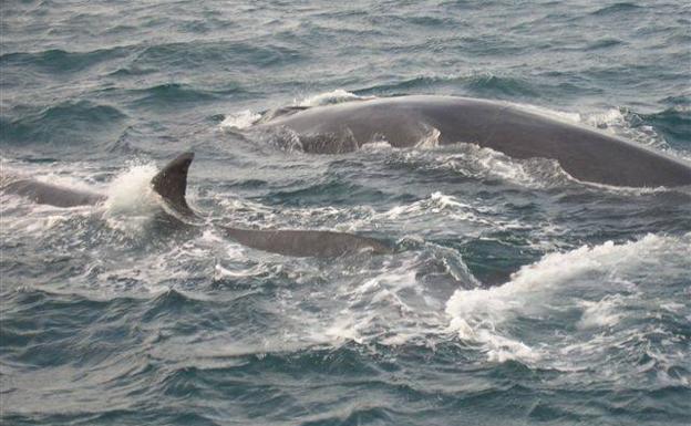 ¿Por qué el segundo animal más grande del planeta llega a las costas valencianas?