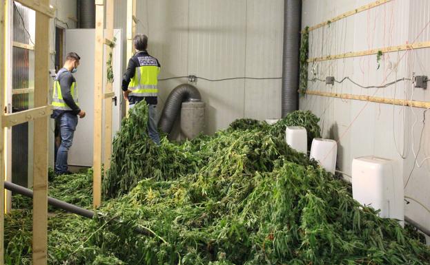 Desmantelan una plantación de marihuana con más de 4.600 plantas en una nave de Alaquàs