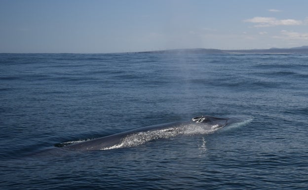 La ballena azul que conquista el Mediterráneo