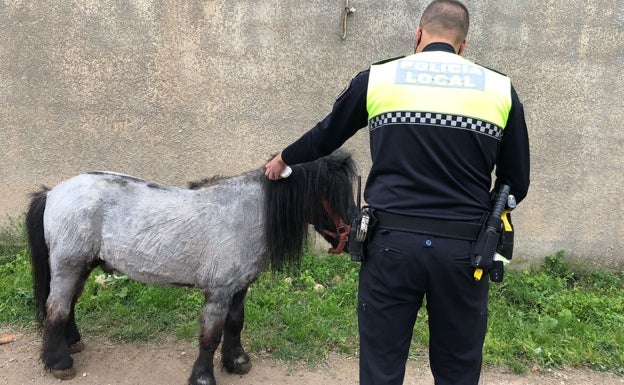 La policía de Sueca rescata a un caballo que se encontraba en las vías del tren