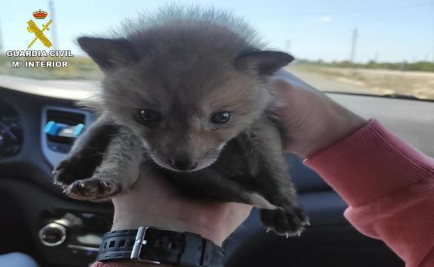 Una cría de zorro, ofrecida por 550 euros en una página web de anuncios por un vendedor de Alicante