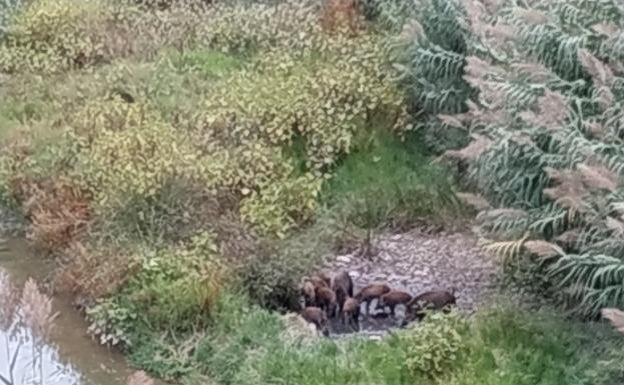 La daños de los jabalíes en la Safor obliga a cazarlos y a sacrificar a los que estén enfermos