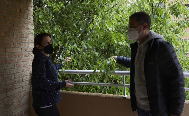 El Consistorio podará el árbol que tapa la finca de Benimaclet pero no lo talará pese a las quejas