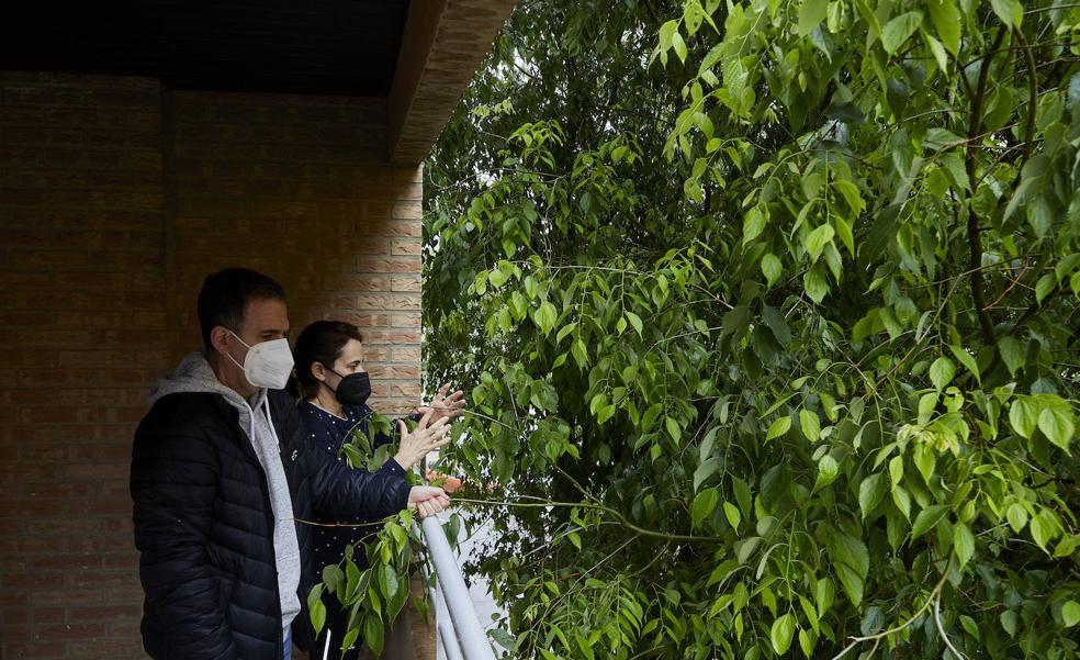Vivir con un árbol en casa