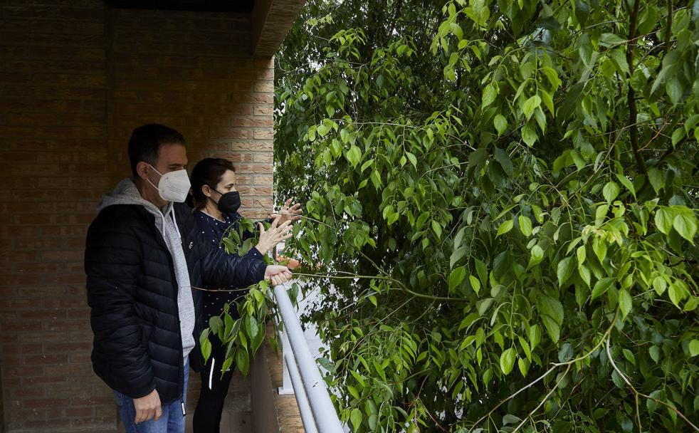 Vivir con un árbol en casa
