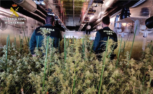 La Guardia Civil interviene casi dos mil plantas de marihuana en una nave de Crevillente
