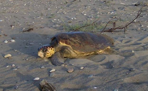 Hallan dos ejemplares de tortuga boba muertos junto a la playa de les Goles en Almassora