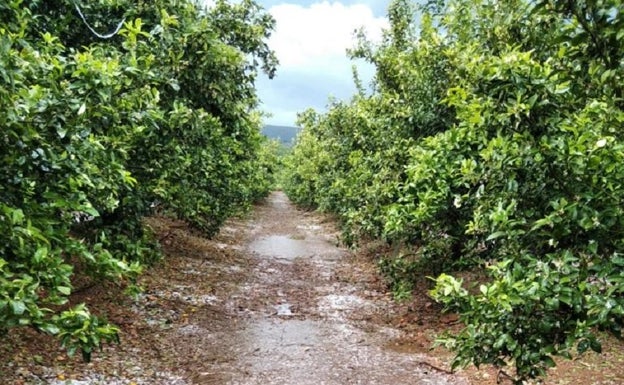 La tormenta de pedrisco causó daños importantes en cultivos cítricos y frutales de Montesa