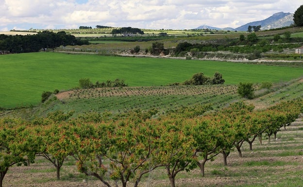 El Gobierno rechaza la instalación de dos plantas solares en la Font de la Figuera