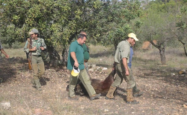 La Federación pide facilitar la caza del jabalí en Valencia