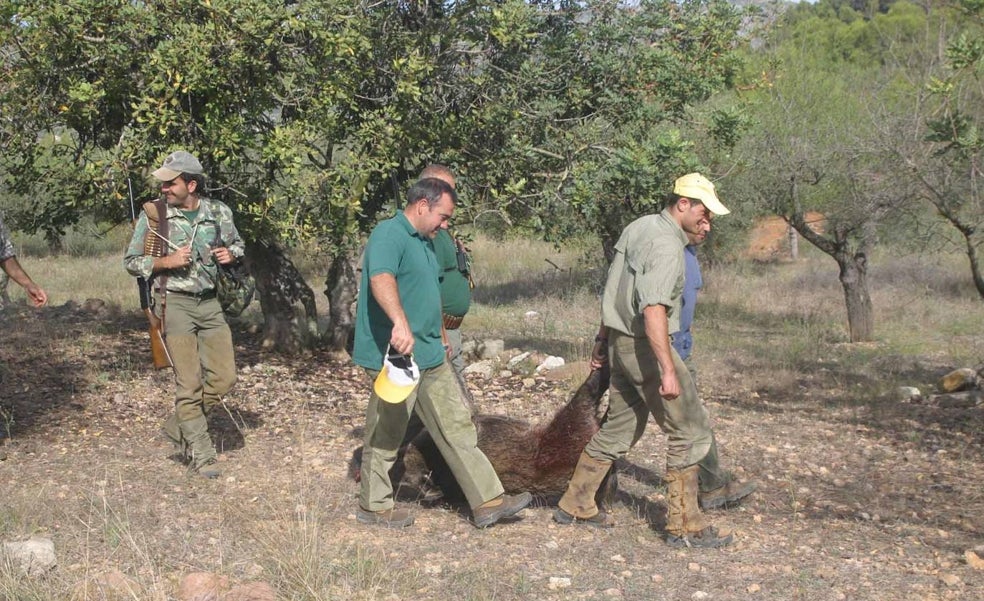 La Federación pide facilitar la caza del jabalí en Valencia