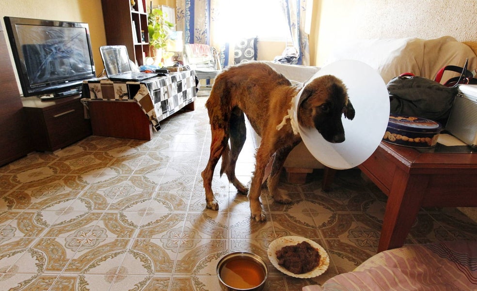 Condenado por maltratar a cinco perros en Valencia